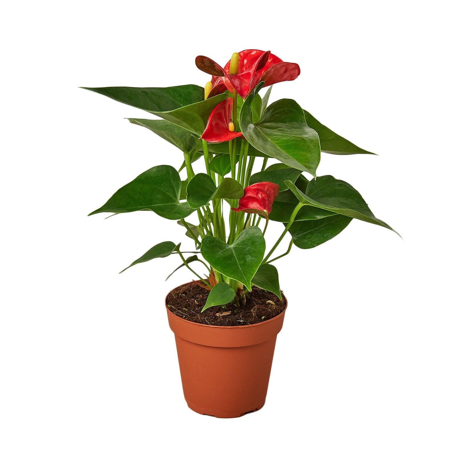 Anthurium Red • Flamingo Flower • Glossy Red Spathes • 6″ Pot