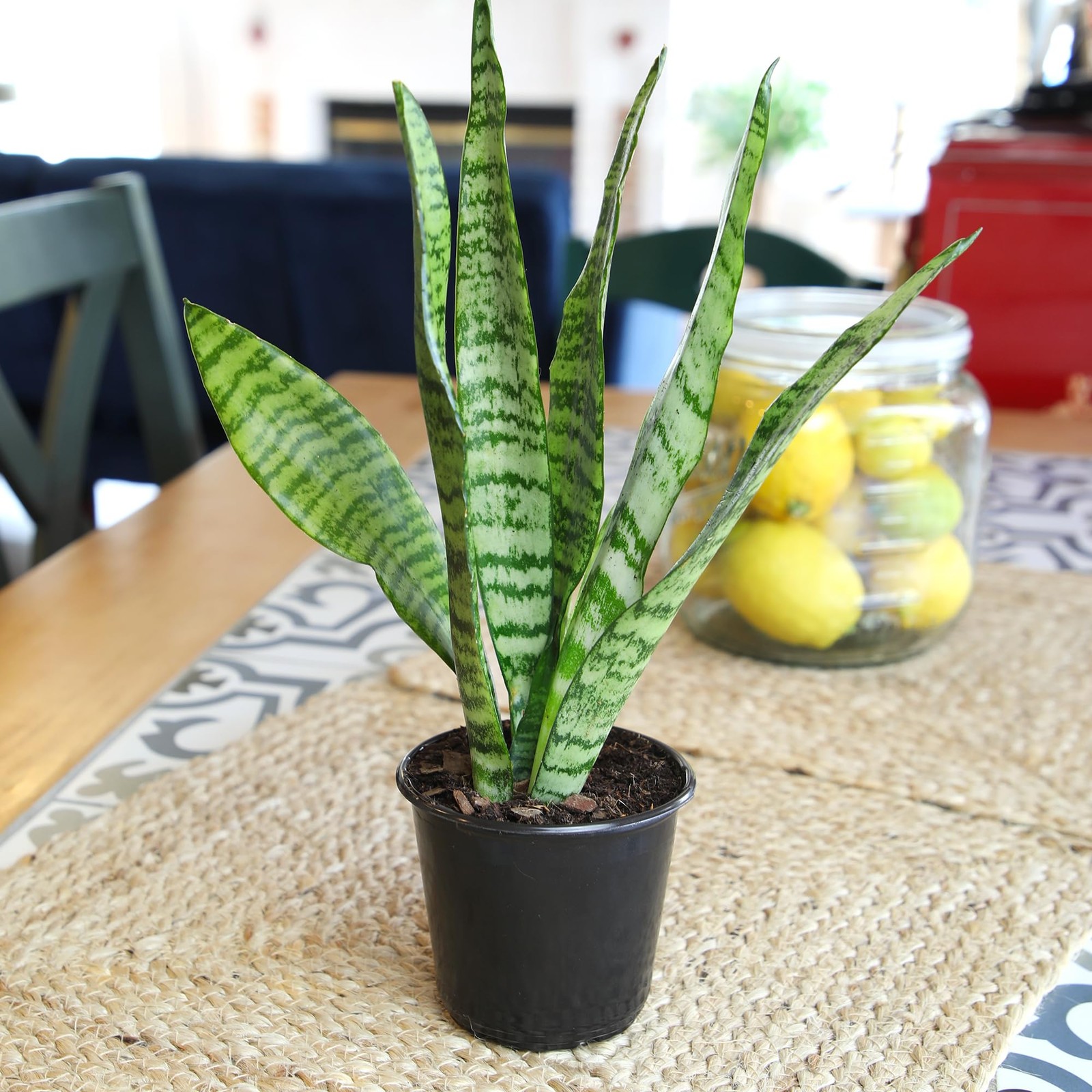 Altman Plants Live Snake Plant Zeylanica Approx. 13 Tall Virtually