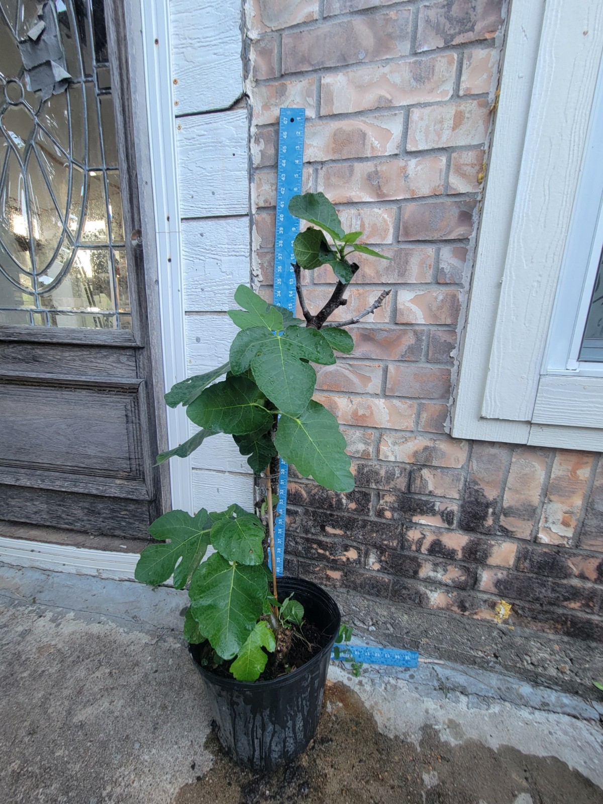 Celeste Fig Mature Plant, Thick Trunk Well Rooted