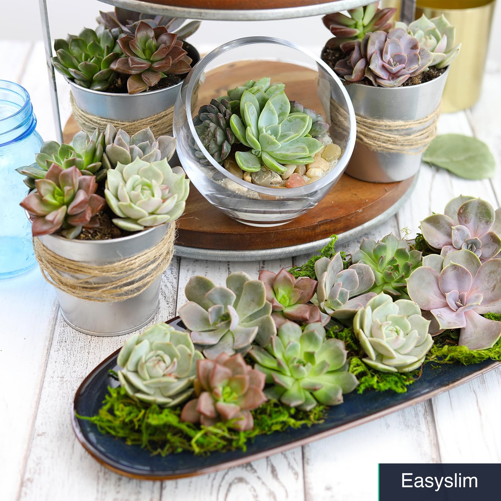 Live Succulent Plants 50 Pack 2 Inch Pots Assorted Colors Shapes
