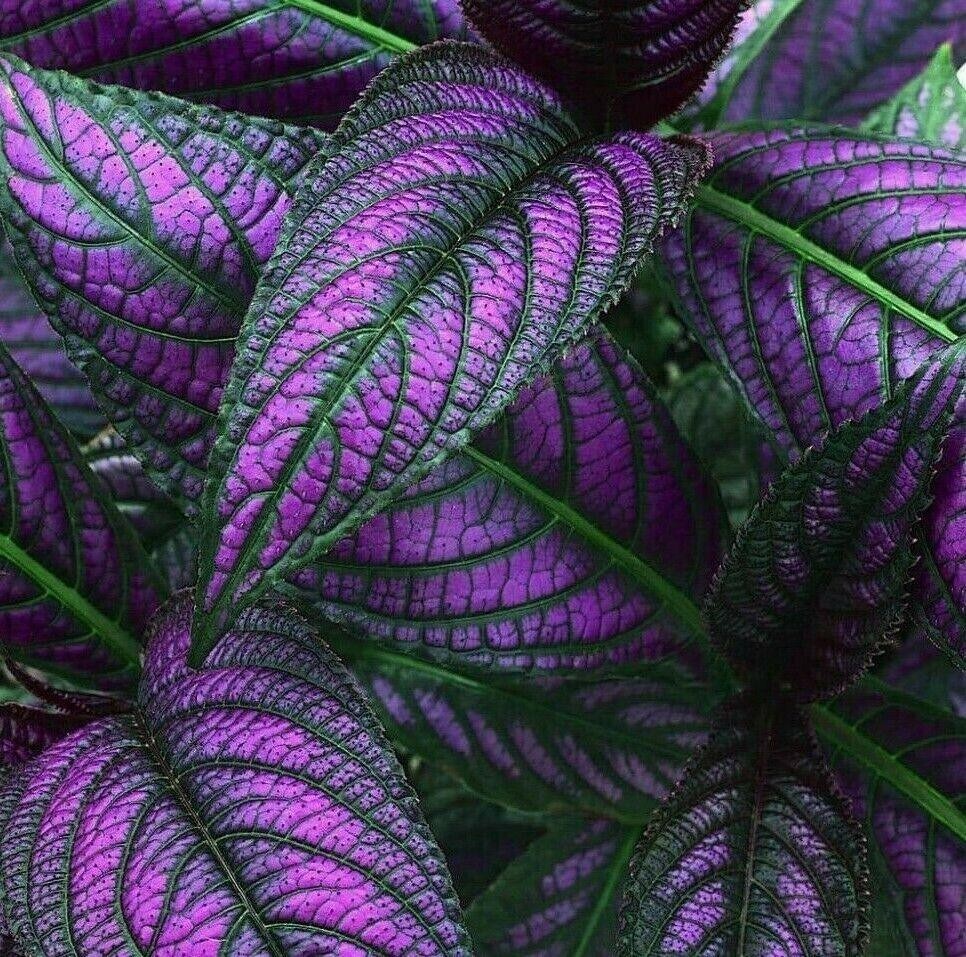 GET ALL 3 = 1 x Purple Passion Plant 1 x Swedish ivy 1 x Persian shield Plant