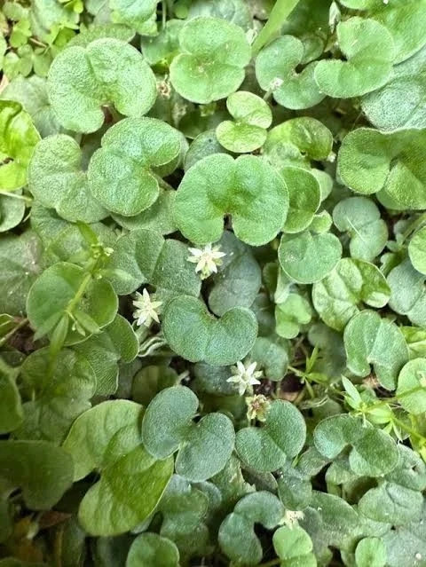 Dichondra Repens Seeds – 3000+ Creeping Ground Cover Lawn Alternative Seeds USA