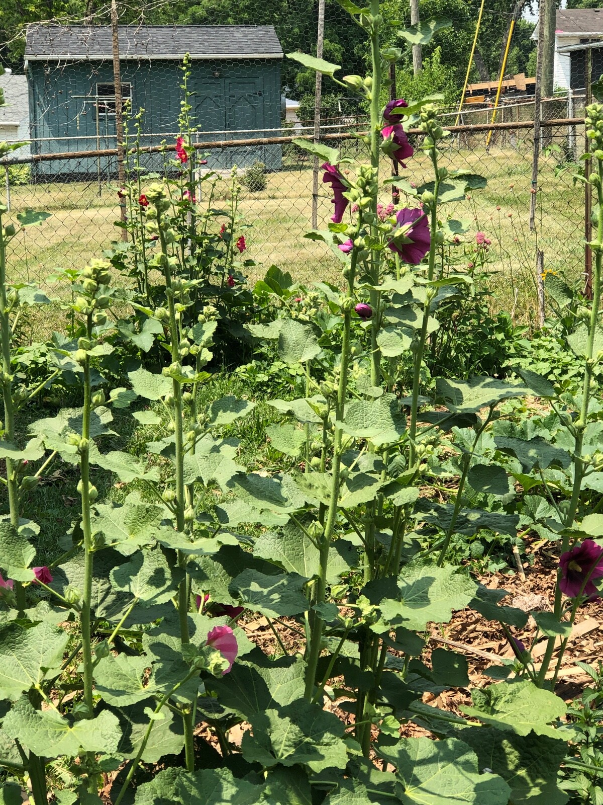 FRESH SEEDS Heirloom Old Fashion HOLLYHOCK Single Color Mix*Organic*Pollinators!