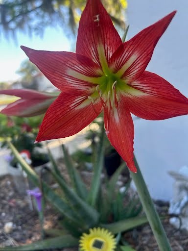 Garden Amaryllis Hippeastrum Plant – One Bulb