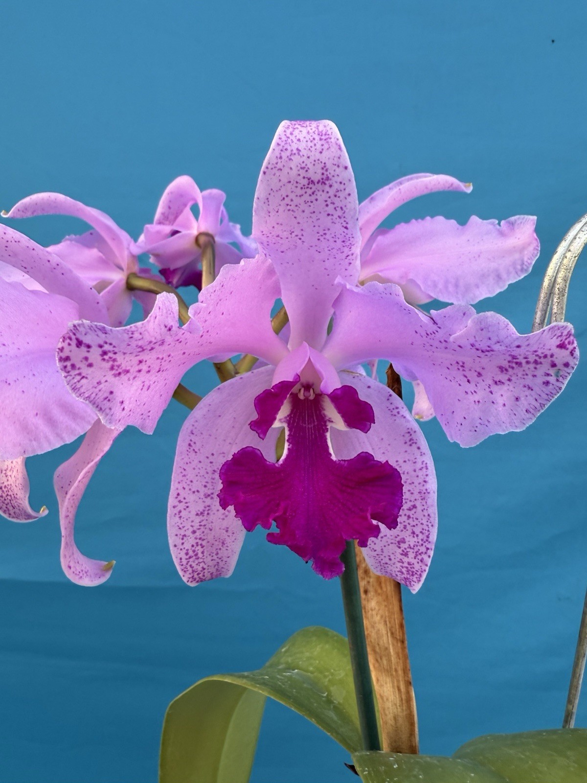 Cattleya Kay Fresh Divisions BS Purple Pink Orchid Hybrid SHEATH 4.5” Pot