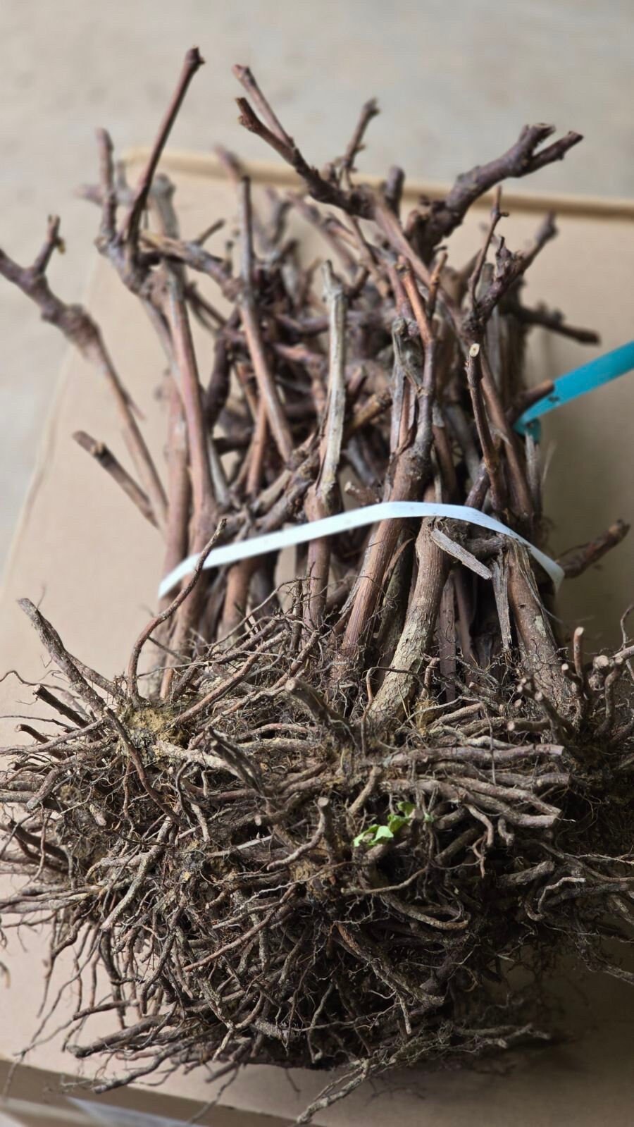 3 Concord Grape Vines, Bareroot good sized roots, free shipping!