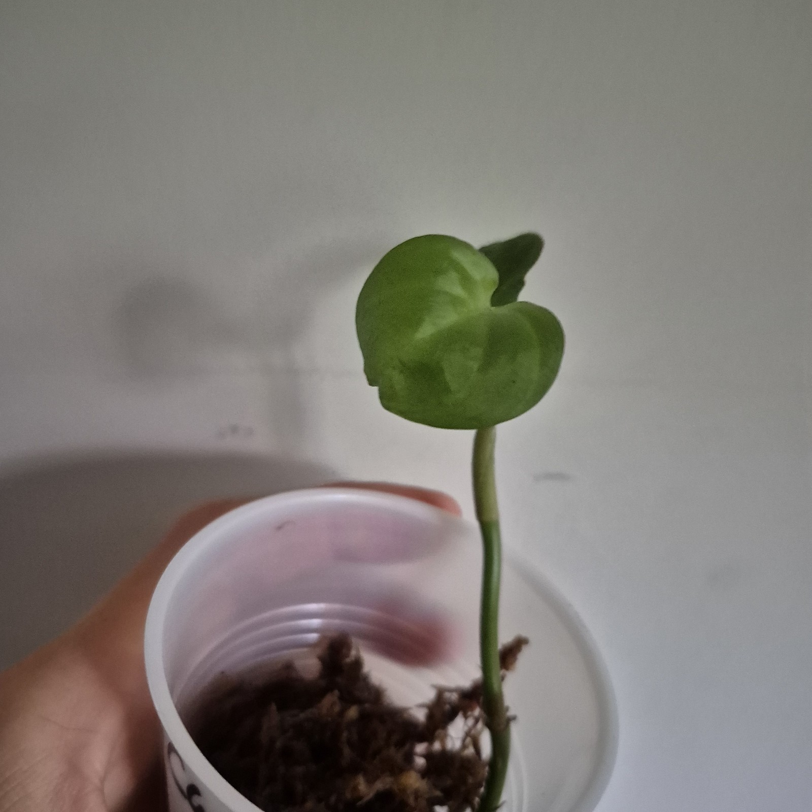 Philodendron Camposportoanum – Rooted Plant – Rare Plant 2.5 Inch