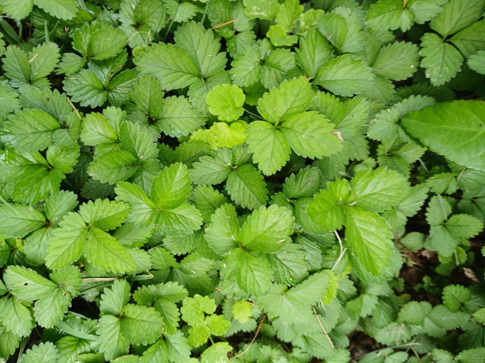 10 Live Wild Strawberry Plants Fragaria Vesca Rhizomes Perennial coverground
