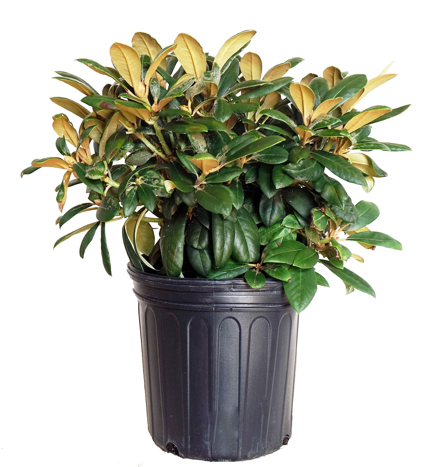 Green Promise Farms Rhododendron Yak. Princess Rhododendron Evergreen Light