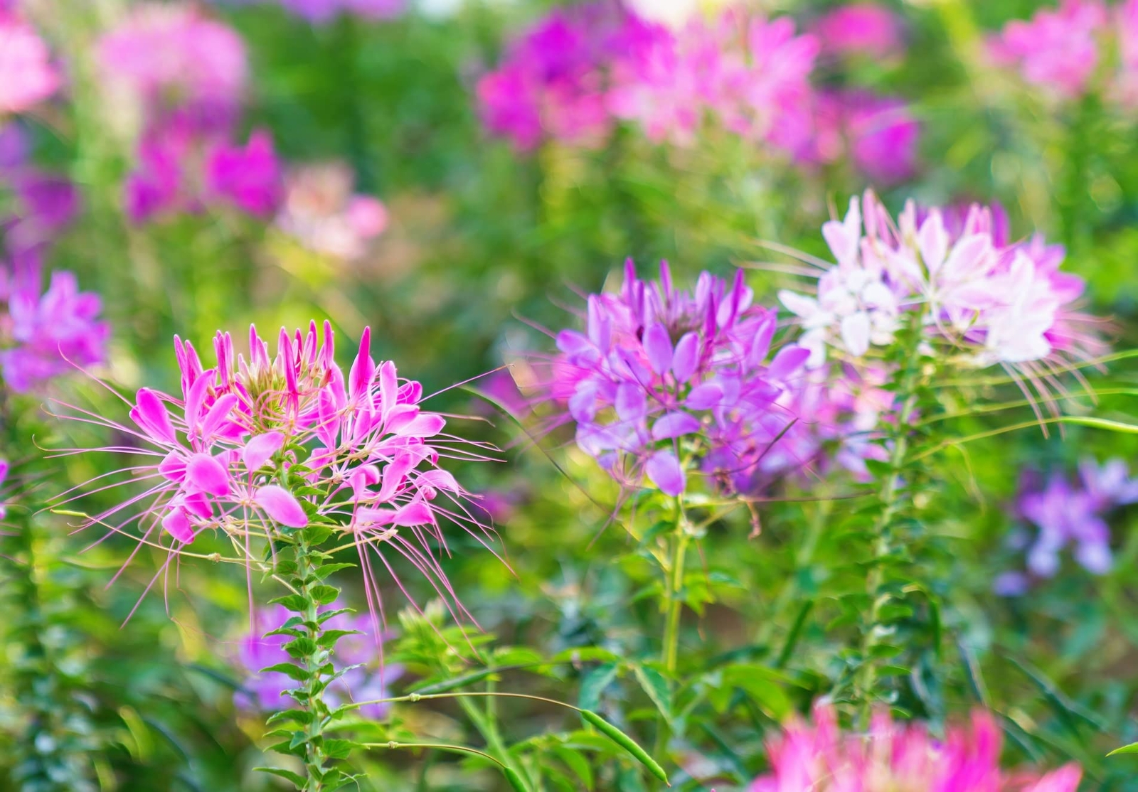 100 Spider Plant Seeds for Planting – Exotic Mixed Color Cleome Flowers – Great