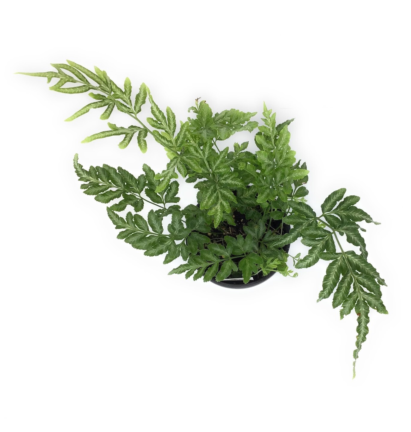 FlowerPotNursery Variegated Brake Fern Pteris ensiformis Evergemiensis 4″ Pot