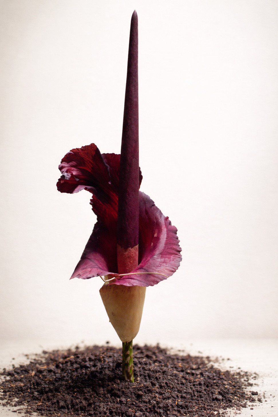 Amorphophallus maxwellii Bulb – Rare Tropical House Plant, Exotic Dark Foliage