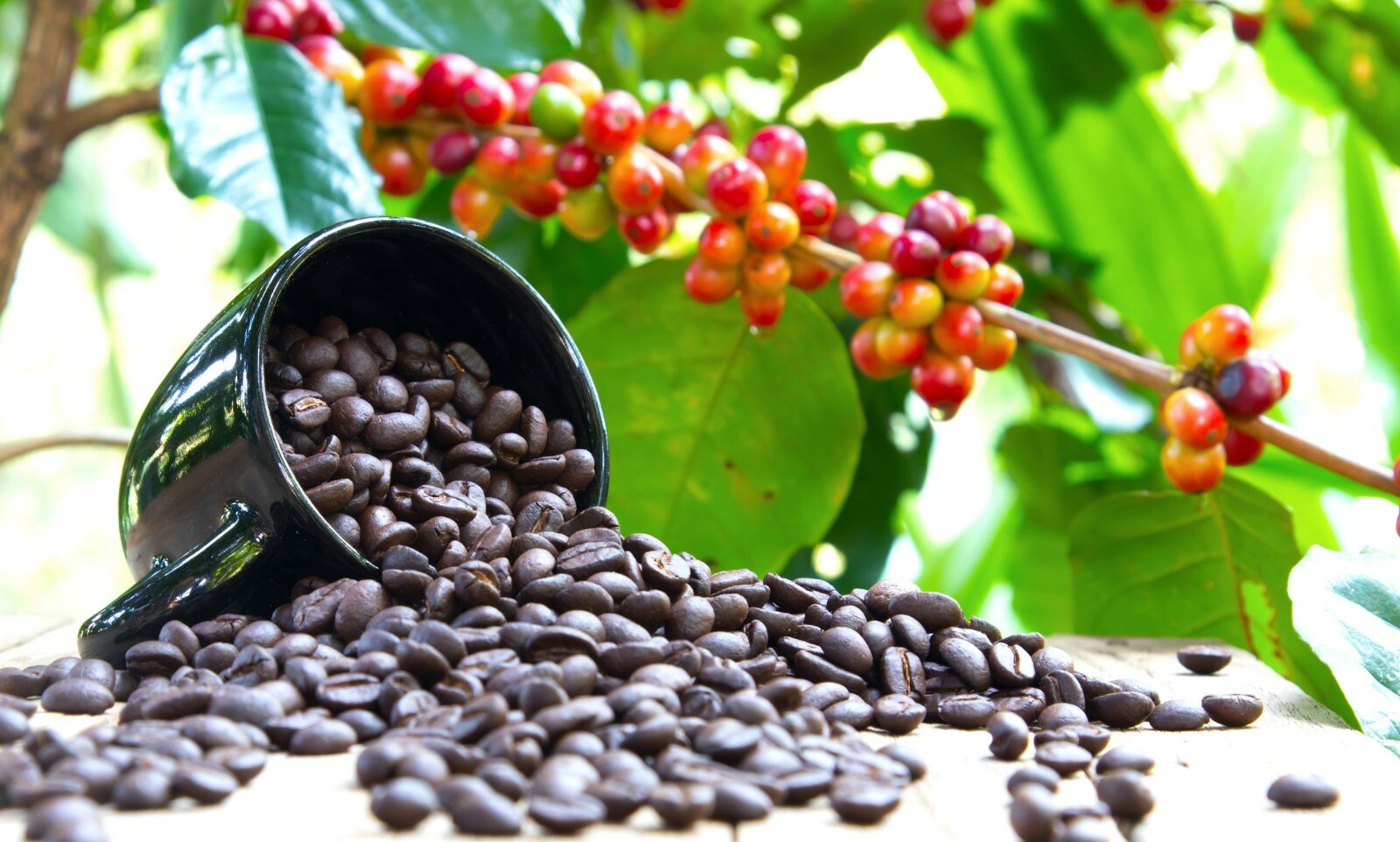 ~~ARABICA COFFEE BEAN~~Rooted Starter Plant~~Brew Your Own Coffee!~~GREAT GIFT!