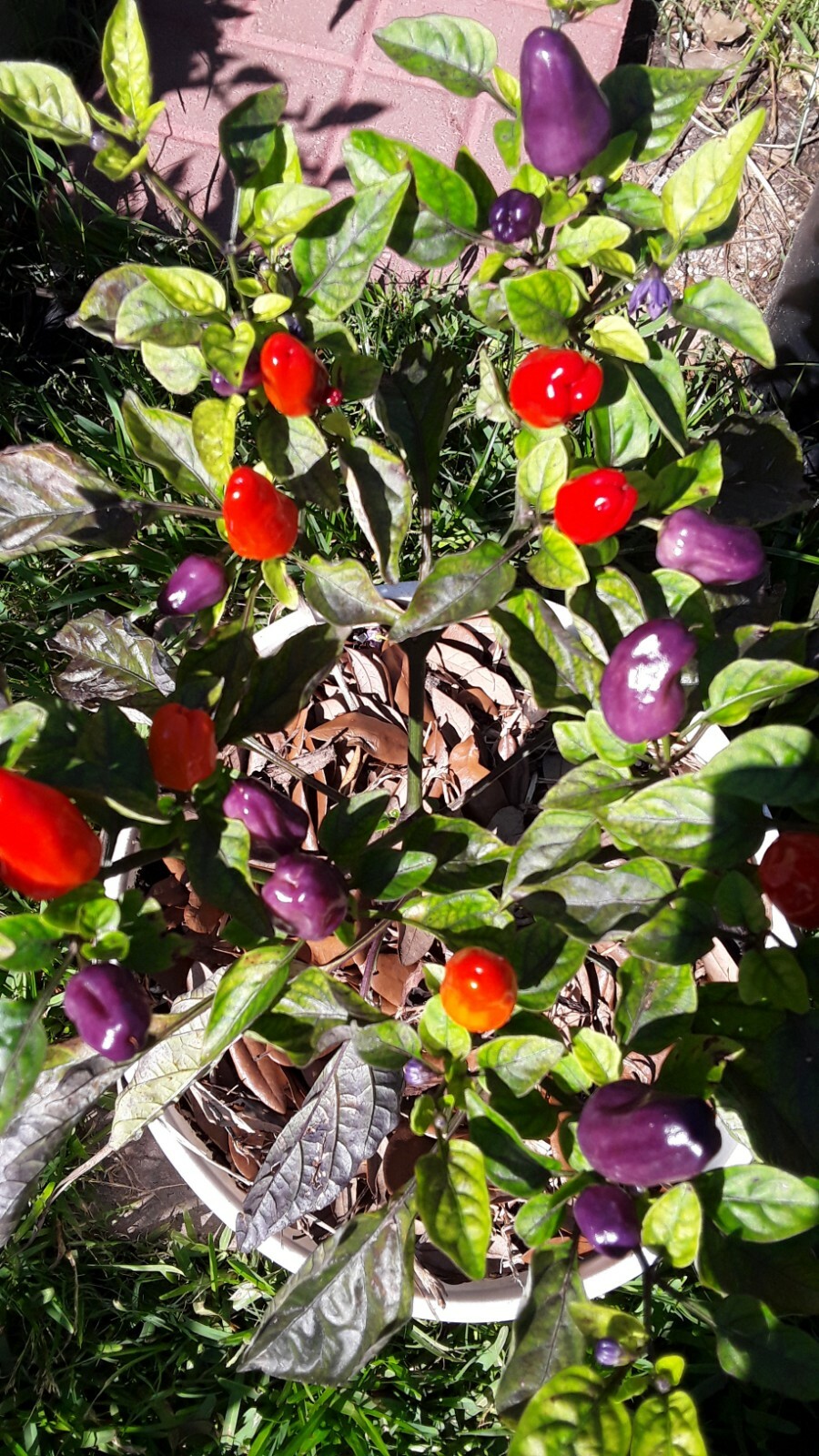 50+ Chinese 5 Color Pepper Seeds Edible & Ornamental Non-Gmo