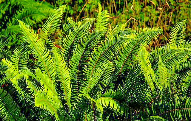 WESTERN SWARD FERN, 2020 SPORES, (SEEDS)*, LARGE 3’X3’+, VERY HARDY TO -4 F.