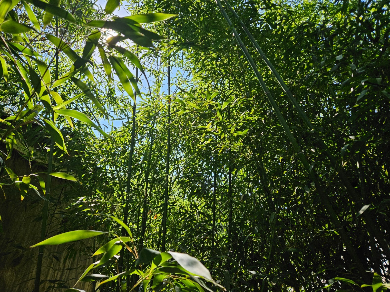 Madake Bamboo Rhizomes 1–12 Pack (Phyllostachys bambusoides) • Fast-Growing