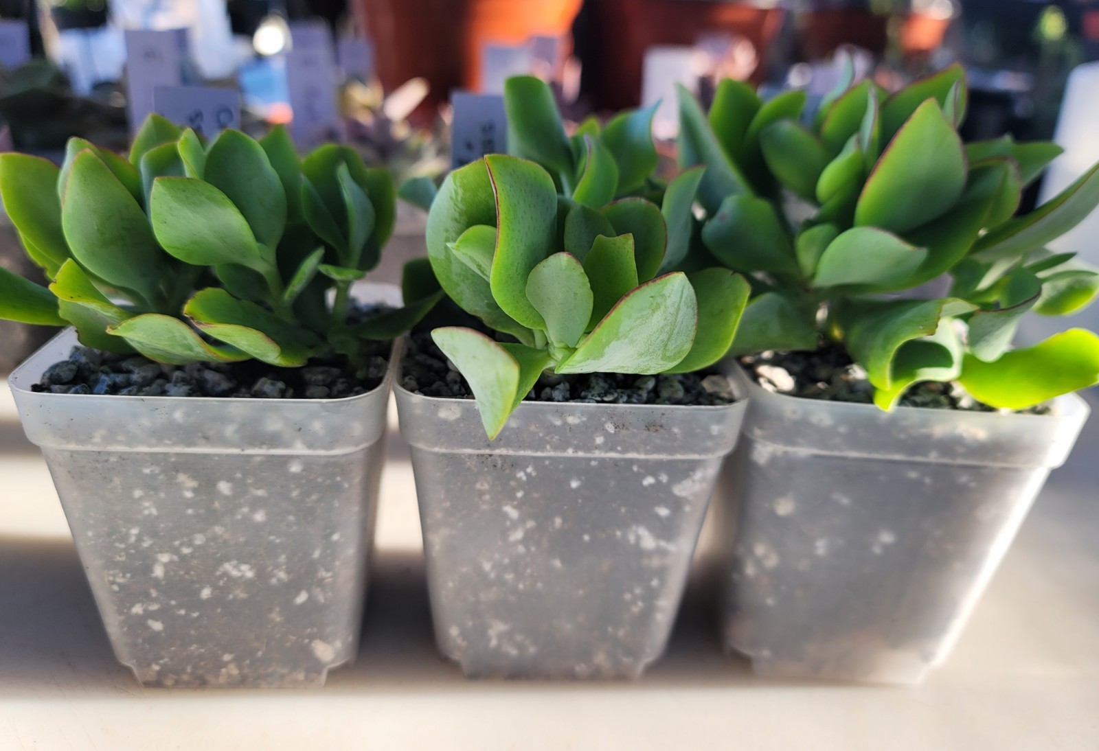 Live Rooted Plant Crassula Arborescens ssp. Undulatifolia Succulent In 3″ Pot