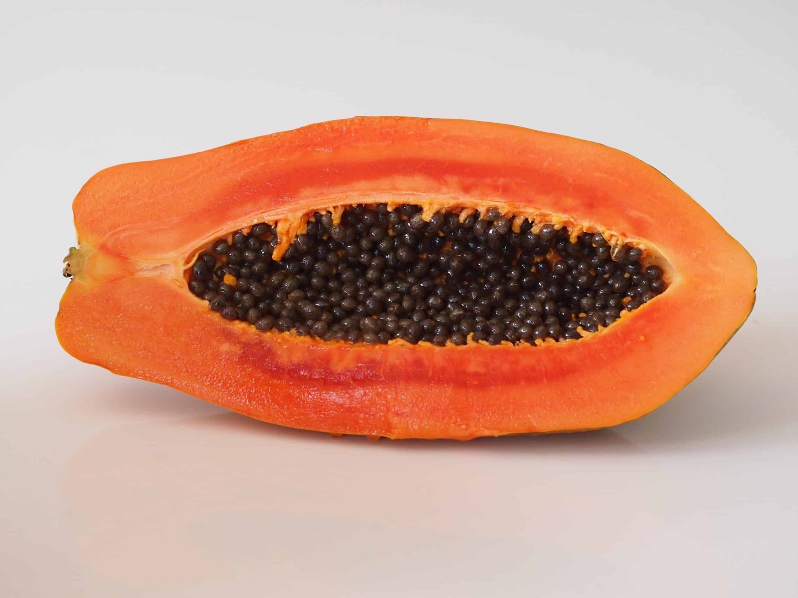 Red Lady Dwarf Papaya Plants 10-18″ Tall BUY 1 GET 1 FREE Organically Grown