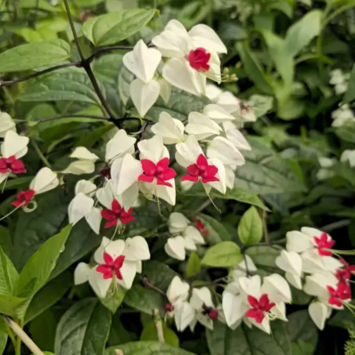 Set 2 White Bleeding Heart Vine Plant – 5-9″ Tall – Tropical Climbing Flower For
