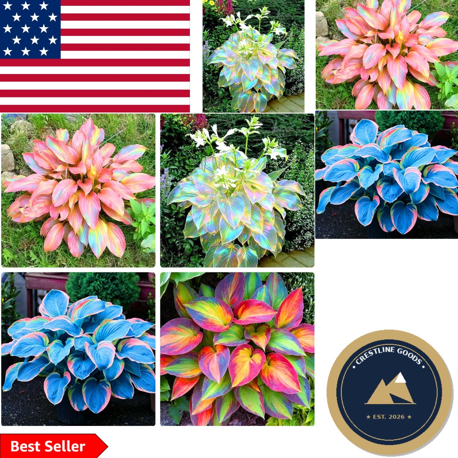 Shaded Entryway Beautifiers: 310+ Non-GMO Hosta Seeds for Outdoor Elegance