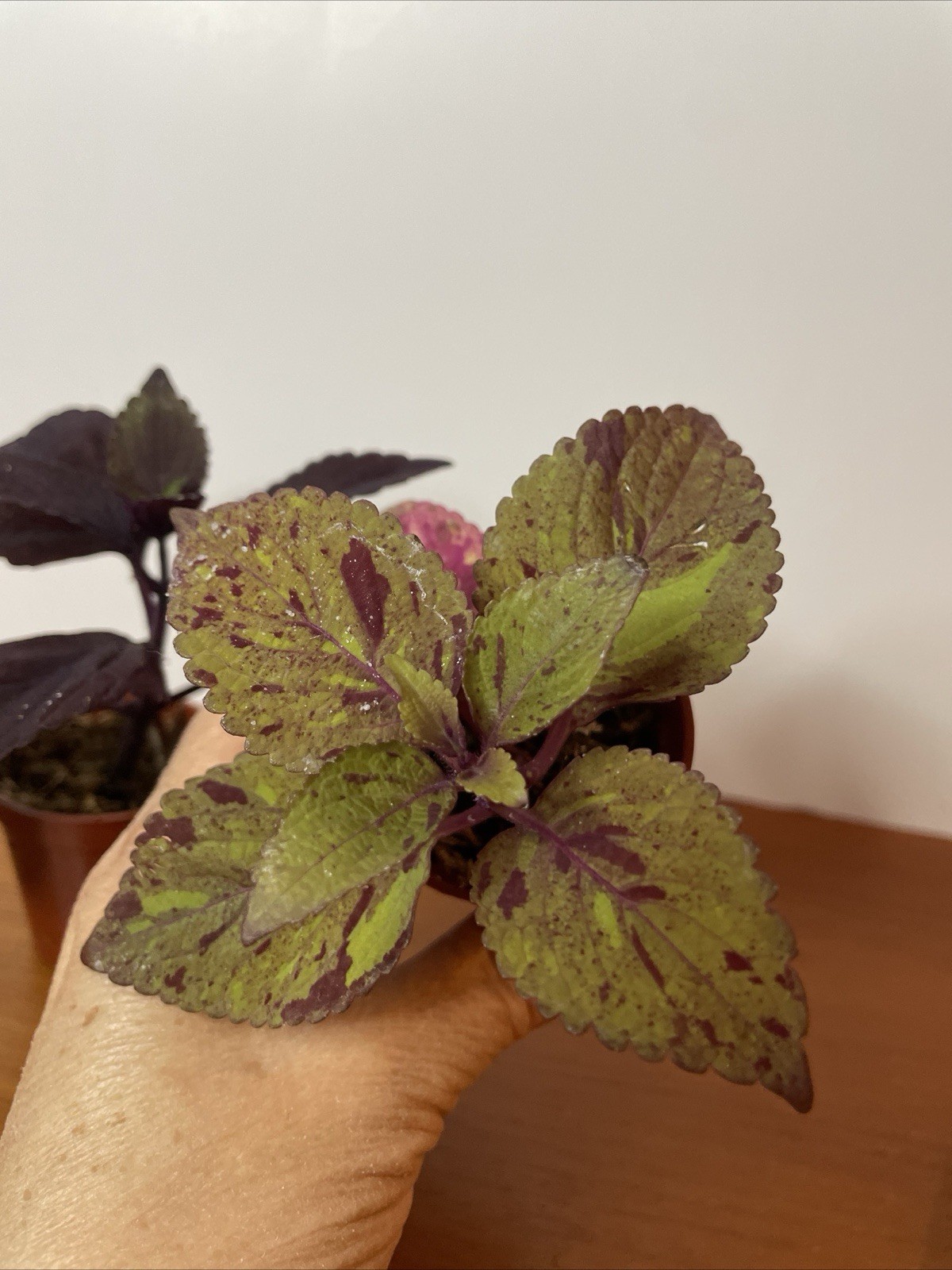 Coleus 2 Live Plants Marble Mania, Chocolate Green Red Dark Purple