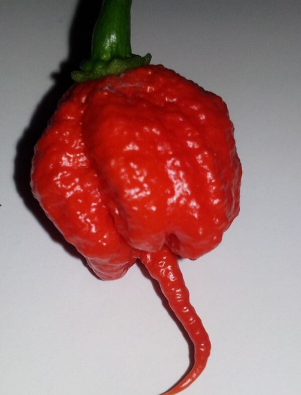20 Carolina Reaper Seeds W WORLDS HOTTEST PEPPER 20 Seed Pack Homegrown NonGMO