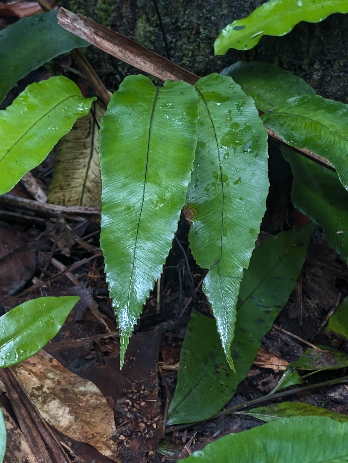 x2 LIVE Bare : Diplazium Ferns 10″ long each, exotic rare fern SHADE