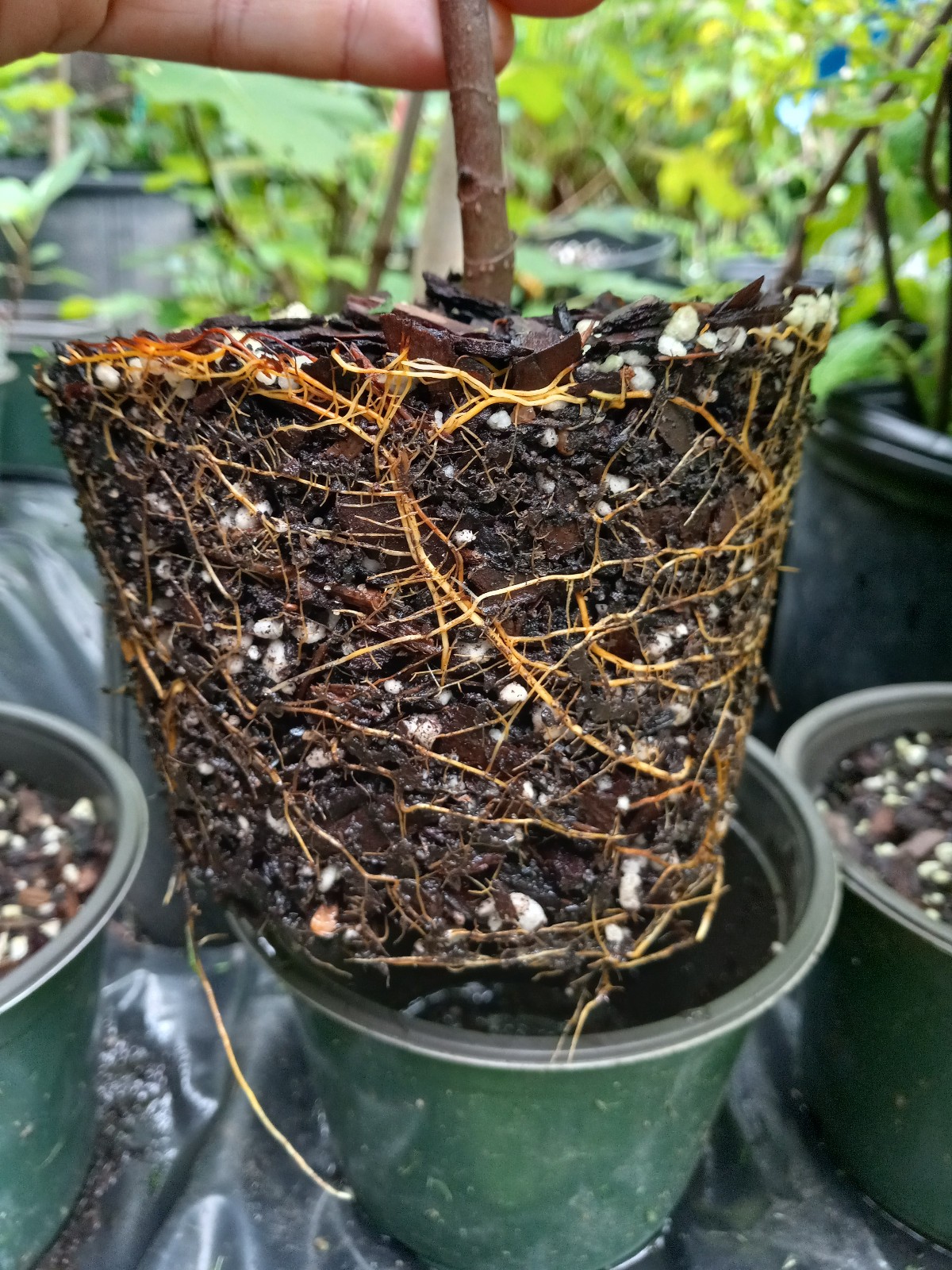 Petite Negra Fig Tree Dwarf Very Productive Good roots in 4×4″ pot, 6-10″ Tall