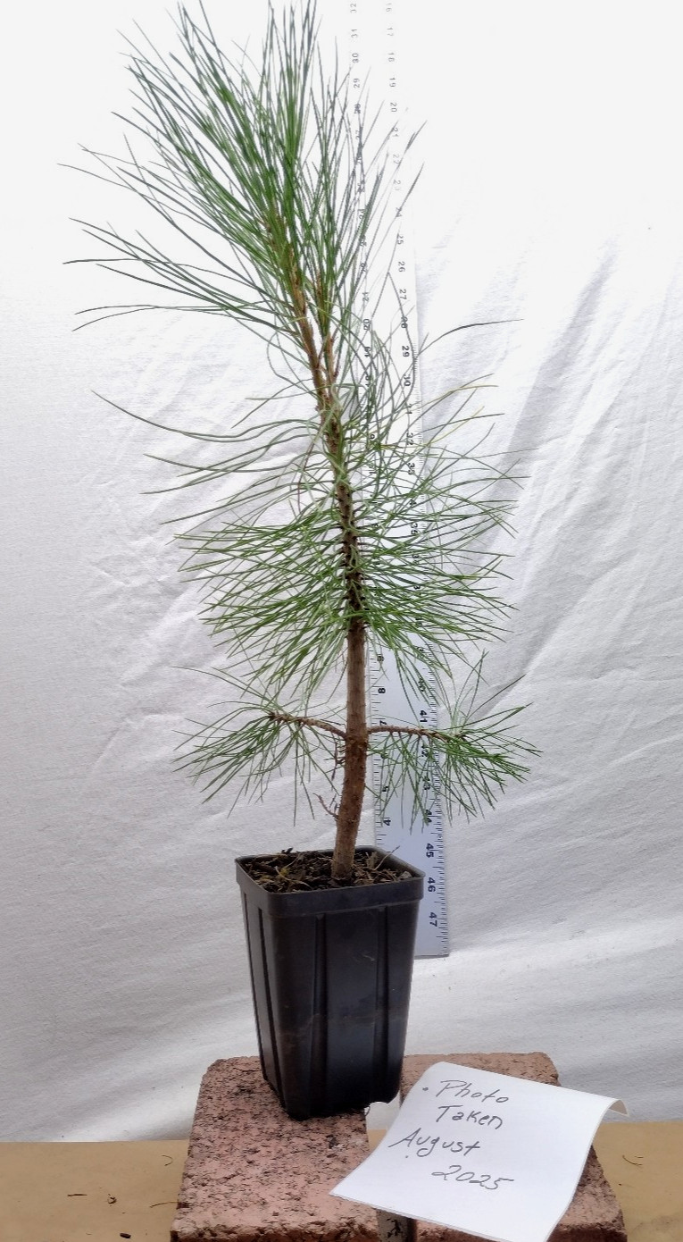 Ponderosa Pine Native Christmas Tree in small nursery pot. Pinus.