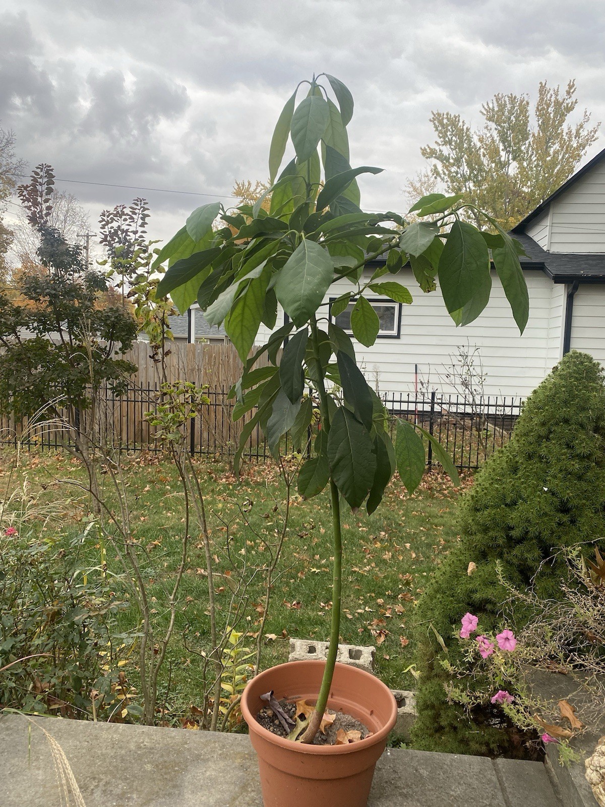 Hass Avocado Tree Live Persea Americana Bearing Edible Fruit Plant 4 Feet Tall