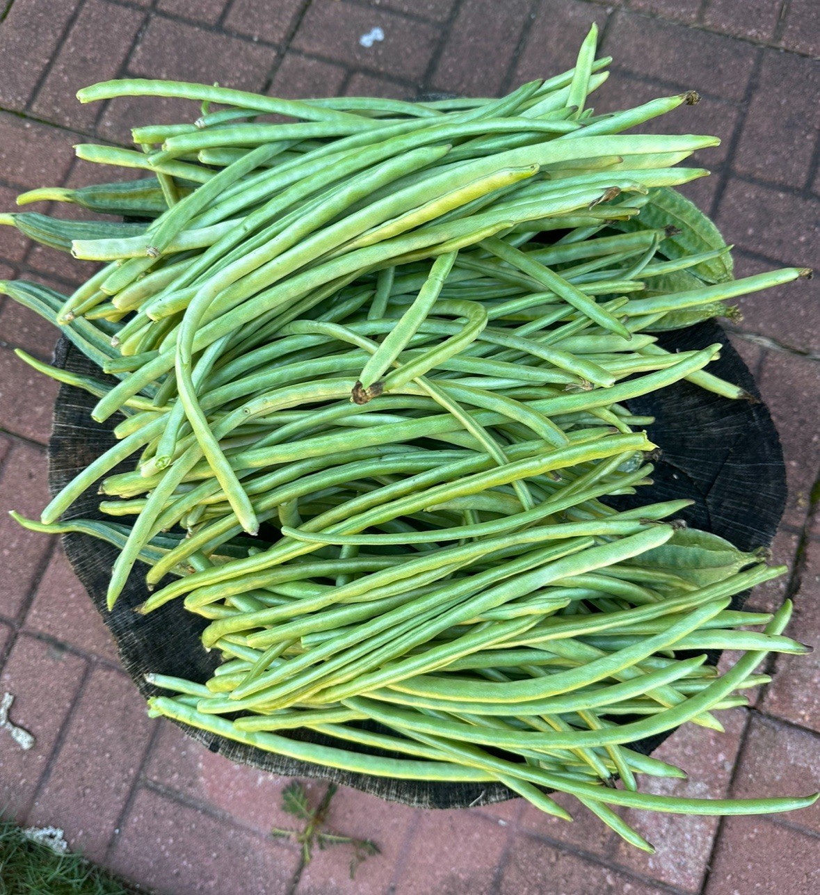 (5 LIVE PLANTS) GREEN LONG YARD BEAN PLANTS HEALTHY HOME GROWN READY TO SHIP