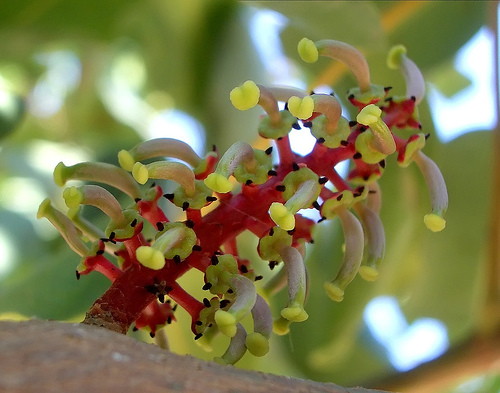 Carob Tree, Ceratonia siliqua, Tree Seeds