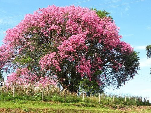 Ceiba Speciosa 10 Seeds, Hardy Pink Chorisia Kapok Silk Floss Garden Tree
