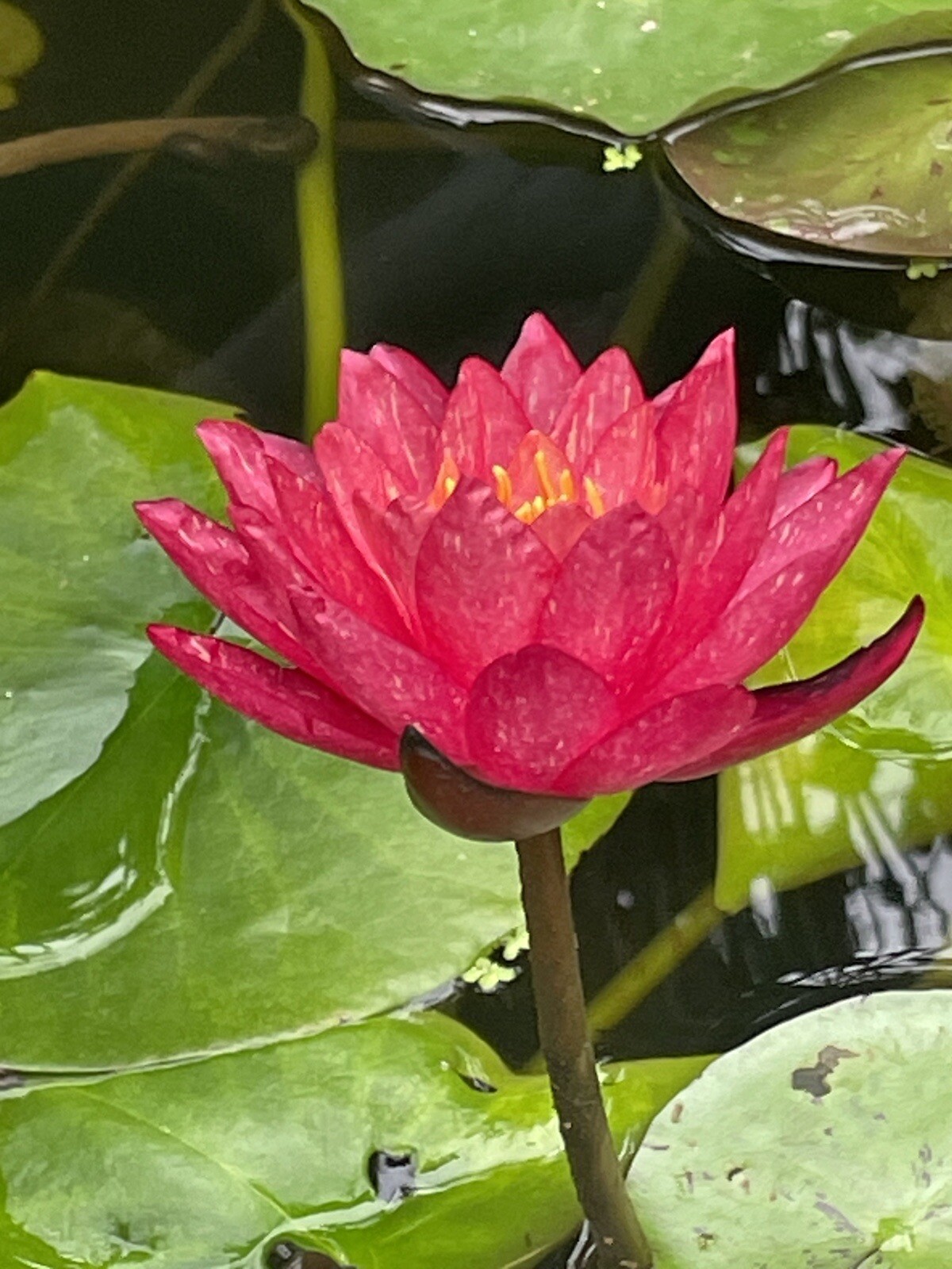 Wanvisa Cold Hardy Water Lily With Many Pads &free Bog Plant