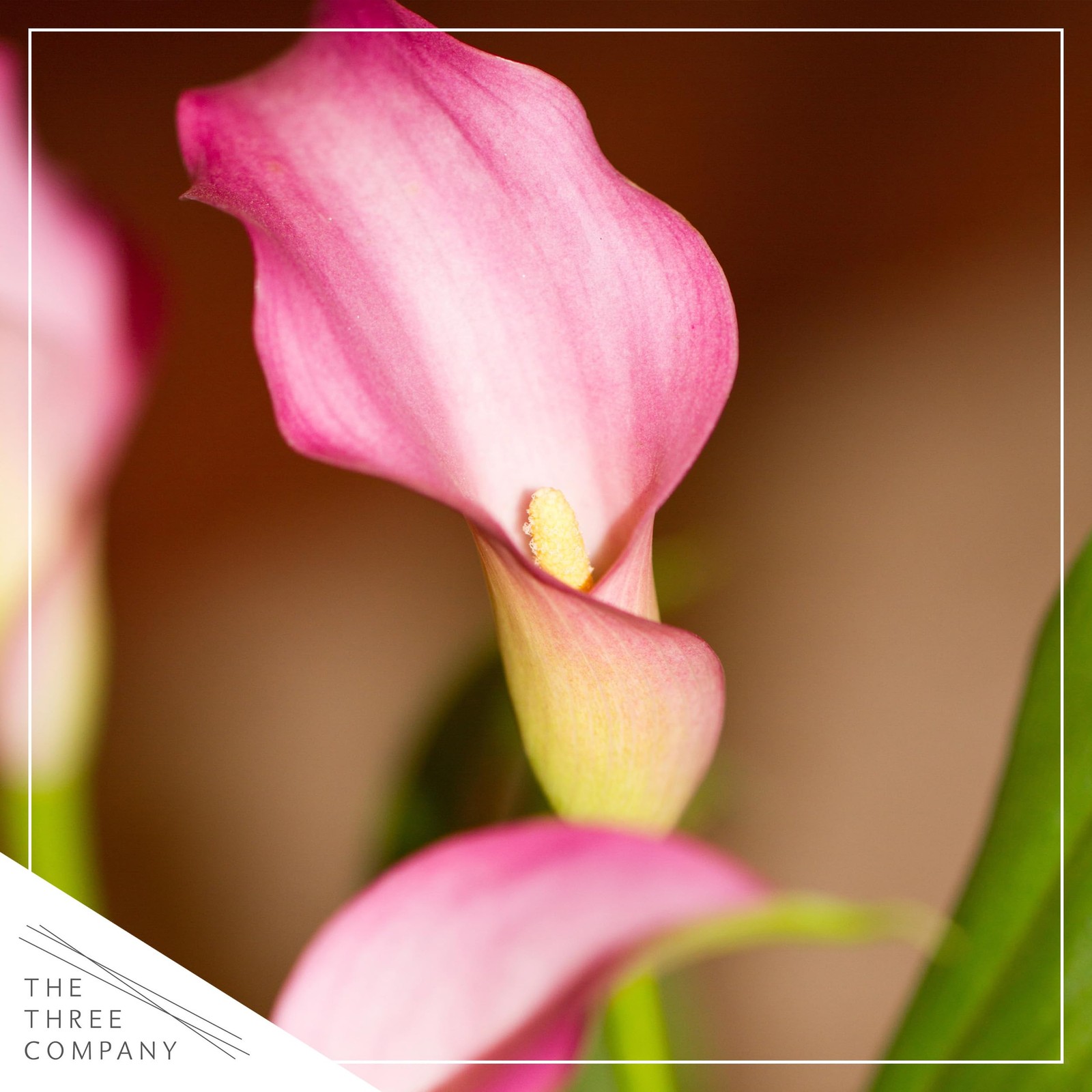 The Three Company Live Flowering Calla Lily 2 Plants Per – 3 – – 12 Tall