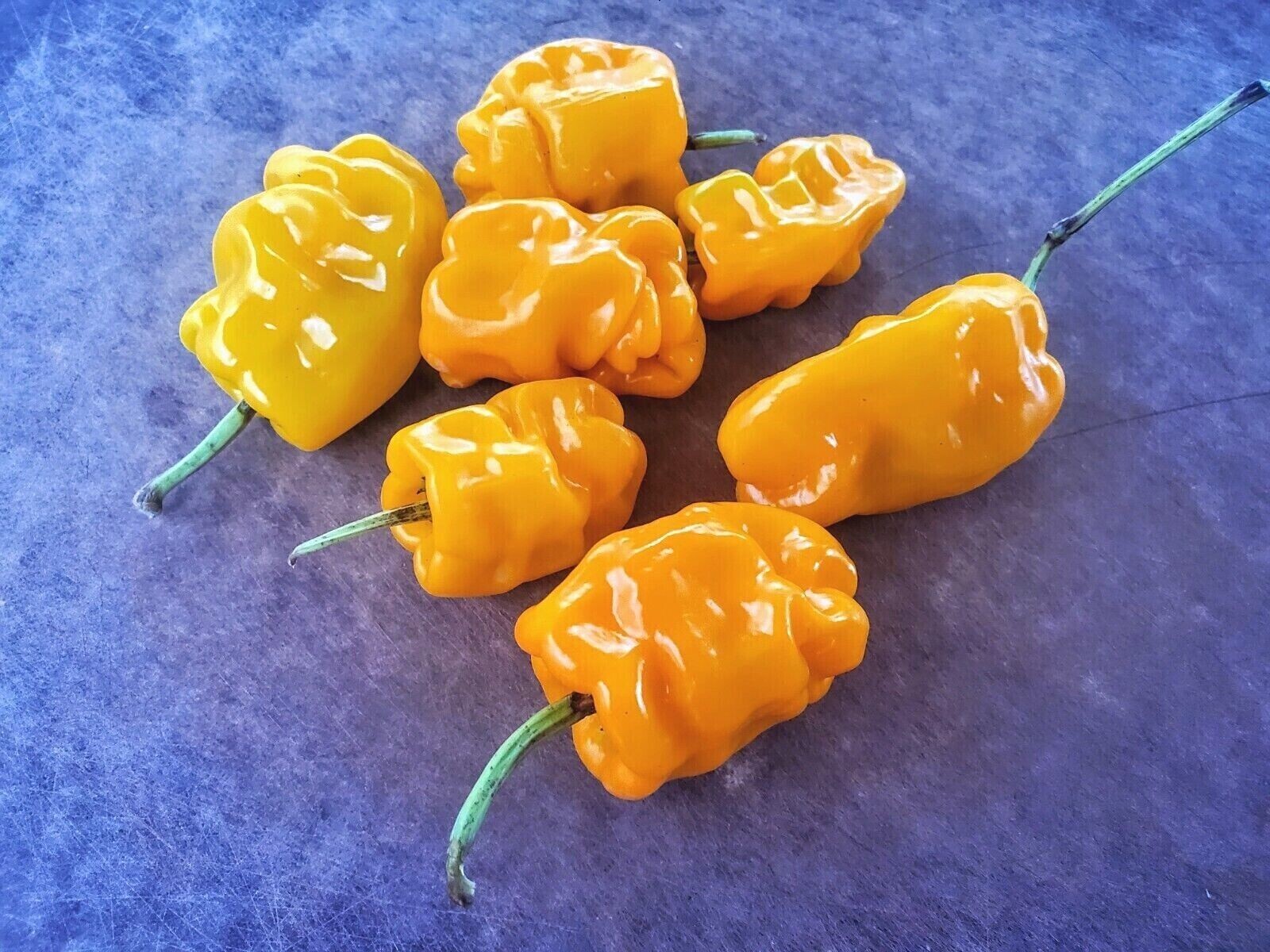 DRAGON’S TOE Hot Pepper Seeds – 25+ seeds Organically Grown in TN
