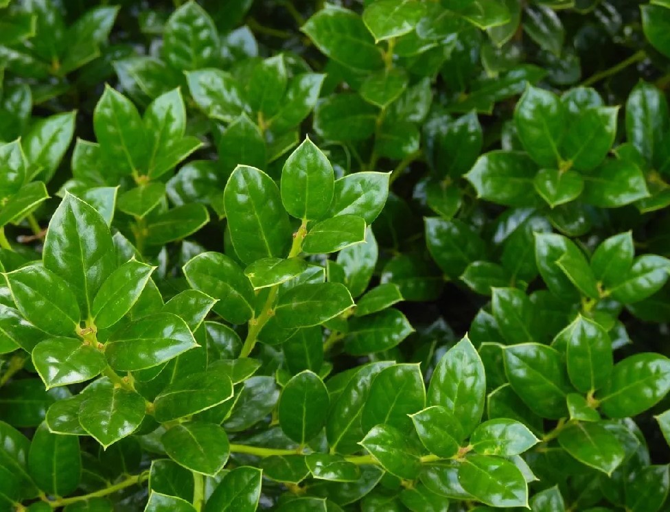 Dwarf Burford Holly Live Plant – 6-12″ Tall – 4″ Pot – Ilex Shrub – Zones 5-9