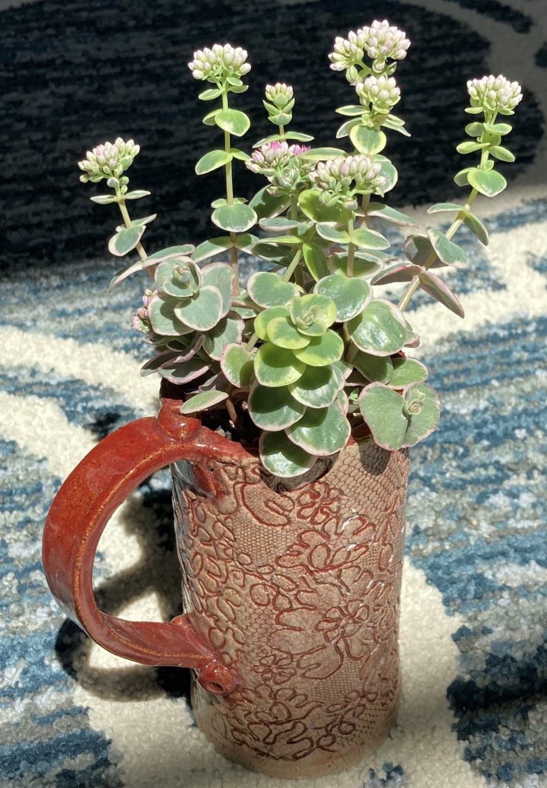 20+ Succulent Cuttings with 10 Different Varieties