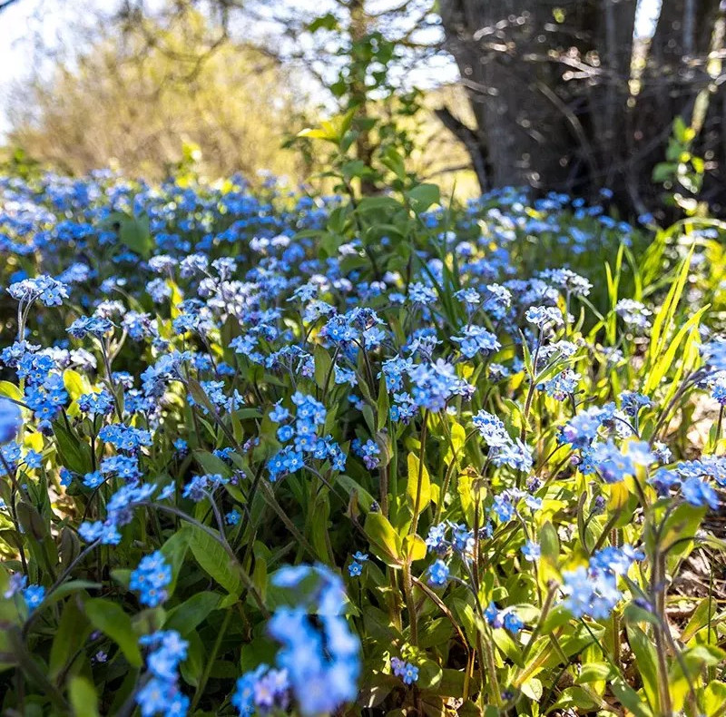 100+ Forget Me Not Seeds – Early Bloom – Perennial – NON GMO ————- FRESH