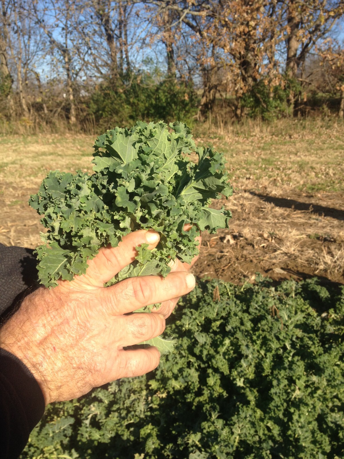 COLLARDS -2500 Vates NON-GMO Heirloom Seeds. Prepare for your FALL CROP !