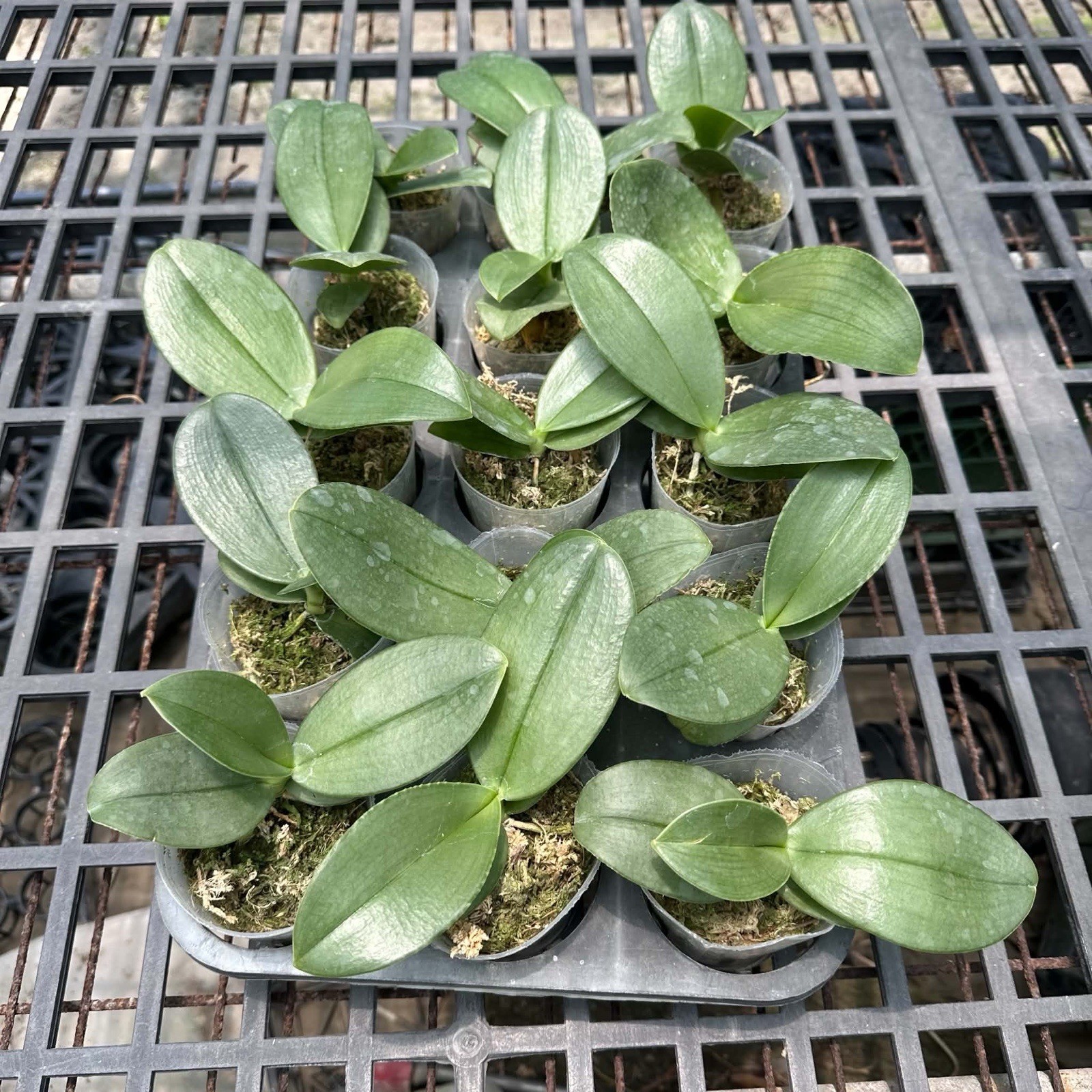 Phalaenopsis gigantea alba x sib