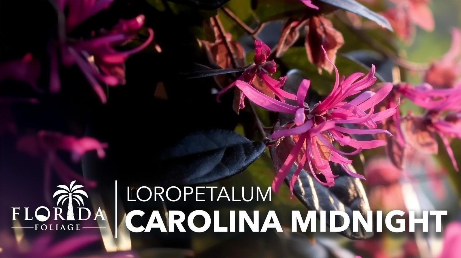 Loropetalum Carolina Midnight | Live Plants | Chinensis Rubrum | Evergreen…