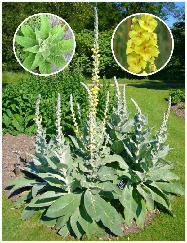 500+ Organic Woolly Mullein Seeds ~Verbascum thapsus~ *Free US Shipping*