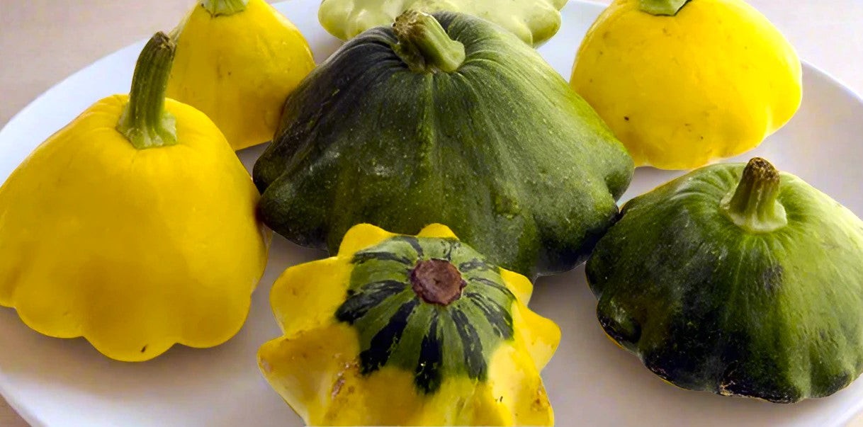 Yellow and Green Bicolor Patty Pan (Bush Scallop Squash) Seeds – 2025 Planting