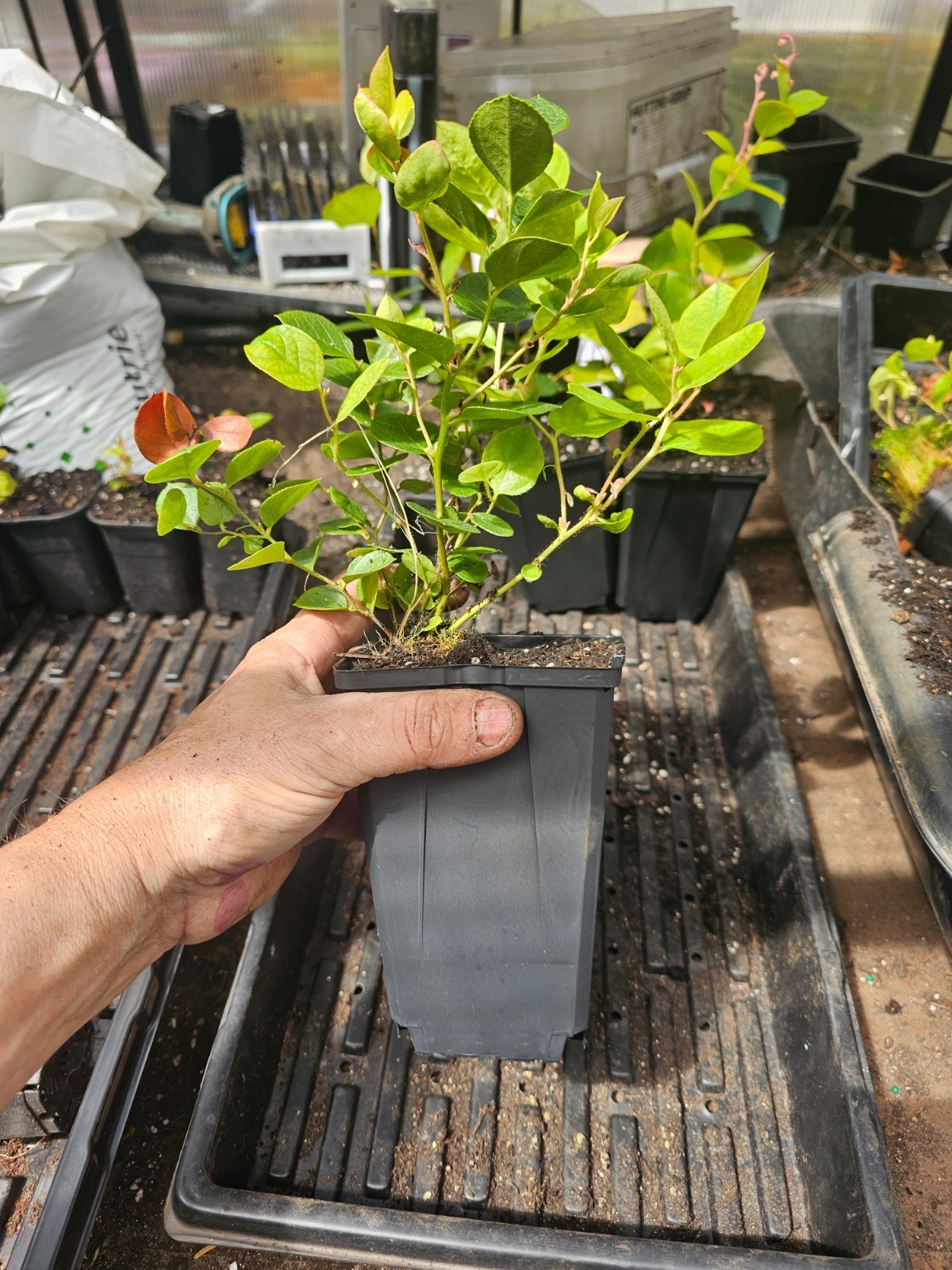 one large live SALAL berry bush plant, in 6″ pot aka “poor mans blueberry”