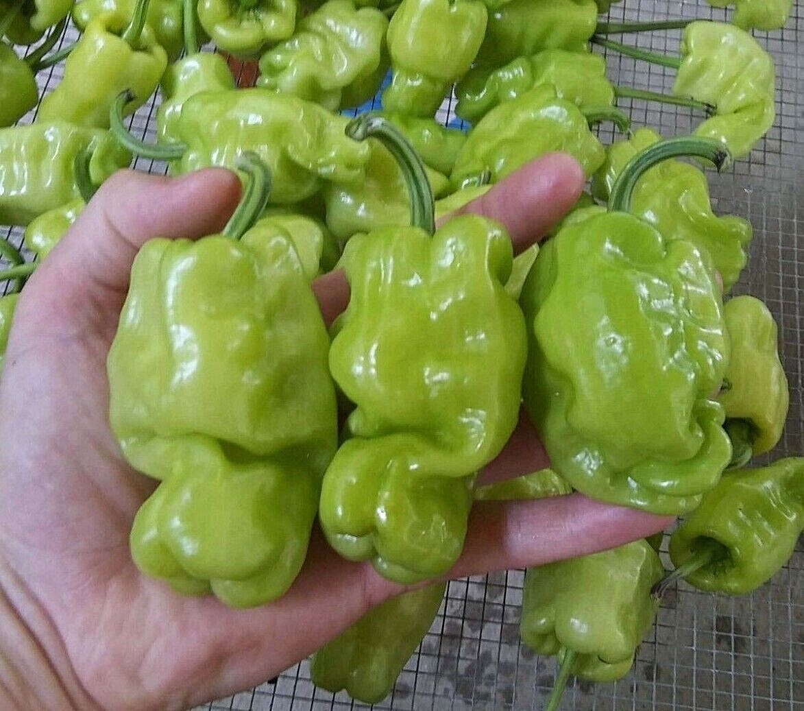 DRAGON’S TOE Hot Pepper Seeds – 25+ seeds Organically Grown in TN