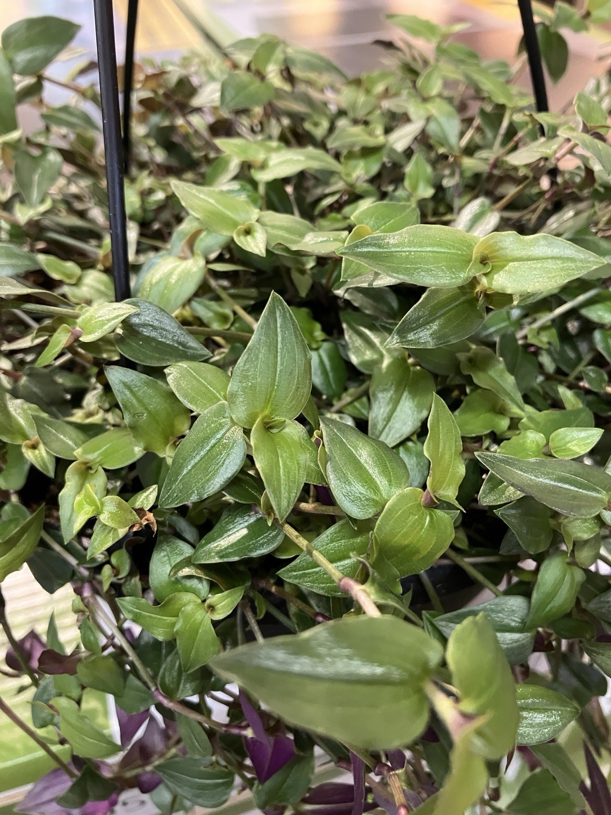 10 Rooted Bridal Veil Plants
