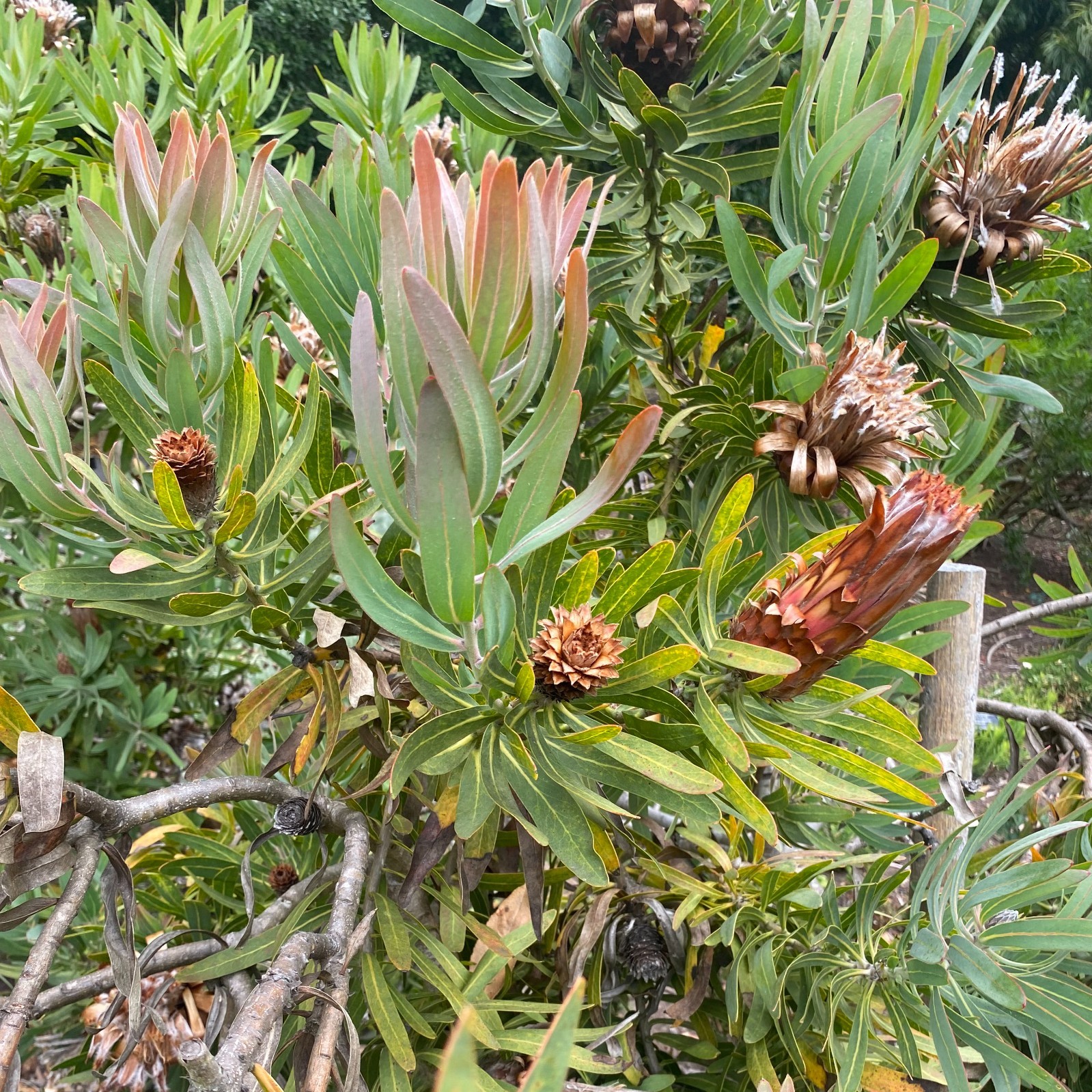 Protea nerifolia | Oleander Leaf Sugarbush | 10 Seeds