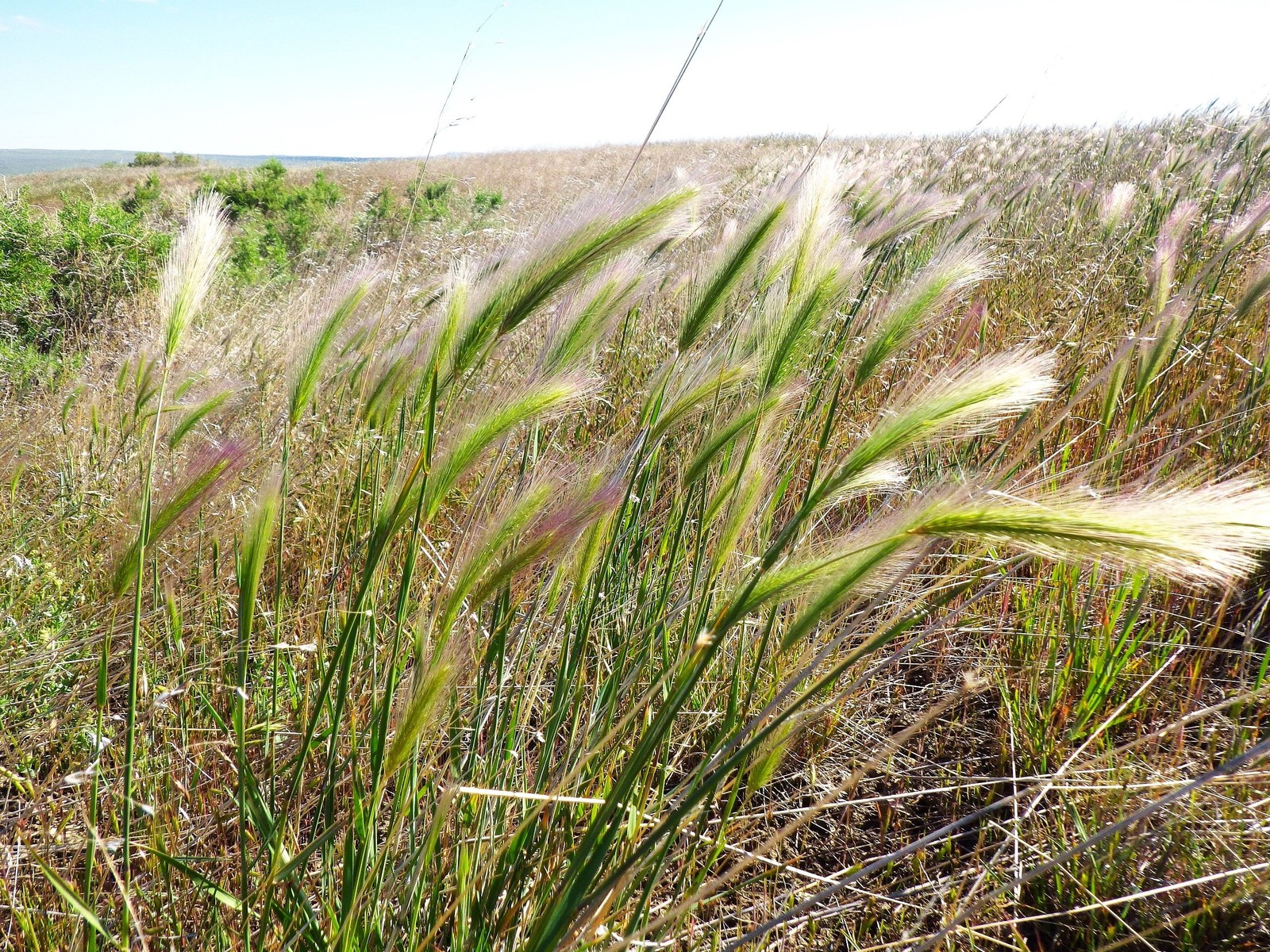 Squirrel Tail Grass Seeds – For 2025 Planting Foxtail Barley Bobtail