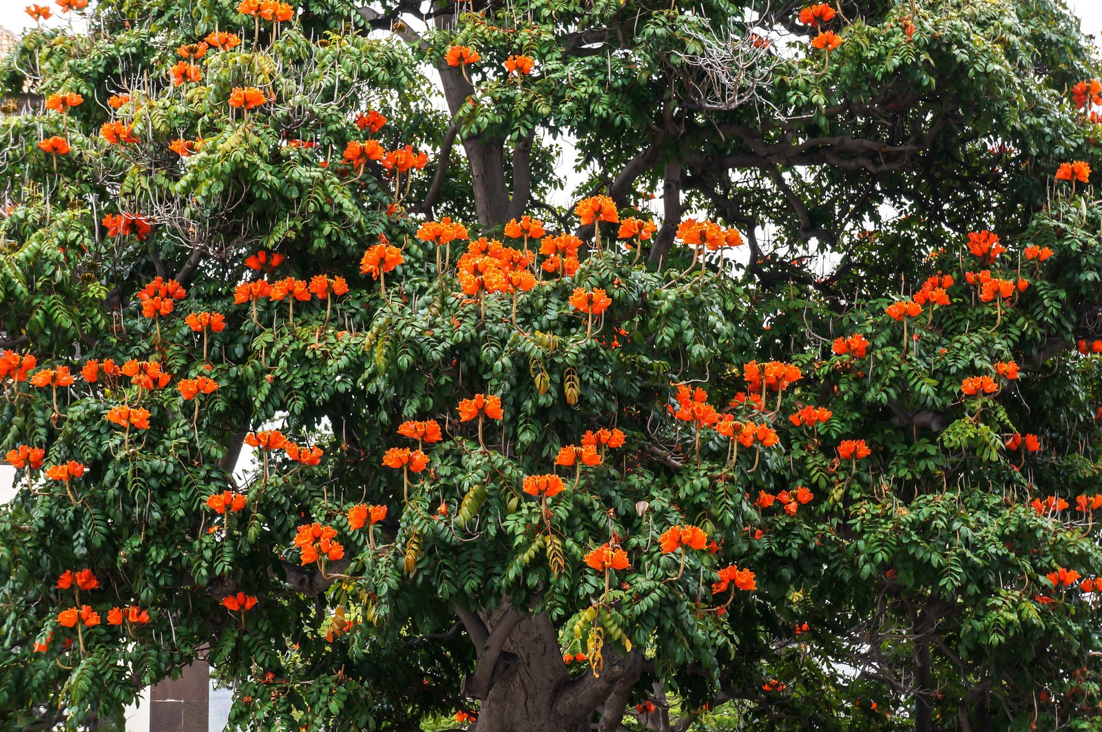 15 Red AFRICAN TULIP TREE Fire Tree Flame of Forest Spathodea Campanulata Seeds
